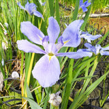 Iris Louisiana Sea Wisp Aquatic Pond Plant - Louisiana Iris Aquatic Plants