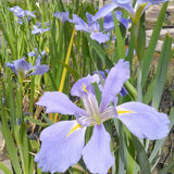 Iris Louisiana Sea Wisp Aquatic Pond Plant - Louisiana Iris Aquatic Plants