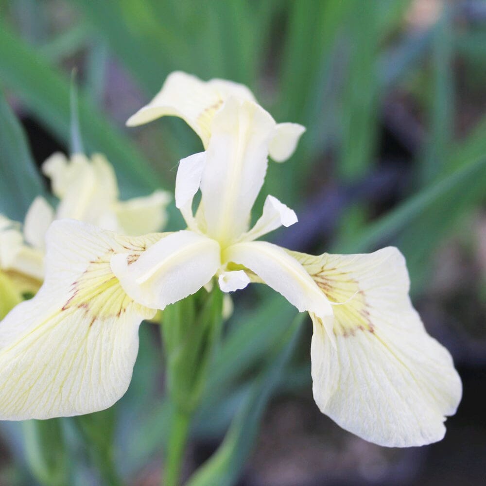 Iris Pseudacorus Alba Aquatic Pond Plant - Yellow Flag Iris Aquatic Plants