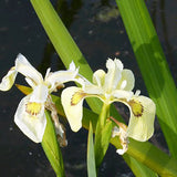 Iris Pseudacorus Alba Aquatic Pond Plant - Yellow Flag Iris