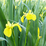 Iris Pseudacorus Aquatic Pond Plant - Yellow Flag Iris Aquatic Plants