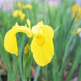 Iris Pseudacorus Aquatic Pond Plant - Yellow Flag Iris