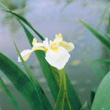 Iris Pseudacorus Bastardii Aquatic Pond Plant - Yellow Flag Iris Aquatic Plants