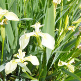 Iris Pseudacorus Bastardii Aquatic Pond Plant - Yellow Flag Iris Aquatic Plants