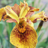 Iris Pseudacorus Berlin Tiger Aquatic Pond Plant - Yellow Flag Iris