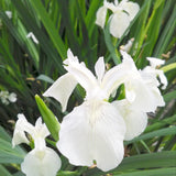 Iris Pseudacorus Creme de la Crème Aquatic Pond Plant - Yellow Flag Iris
