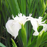 Iris Pseudacorus Creme de la Crème Aquatic Pond Plant - Yellow Flag Iris Aquatic Plants