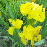 Iris Pseudacorus Flore Pleno Aquatic Pond Plant - Yellow Flag Iris