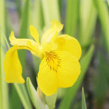 Iris Pseudacorus Variegata Aquatic Pond Plant - Yellow Flag Iris