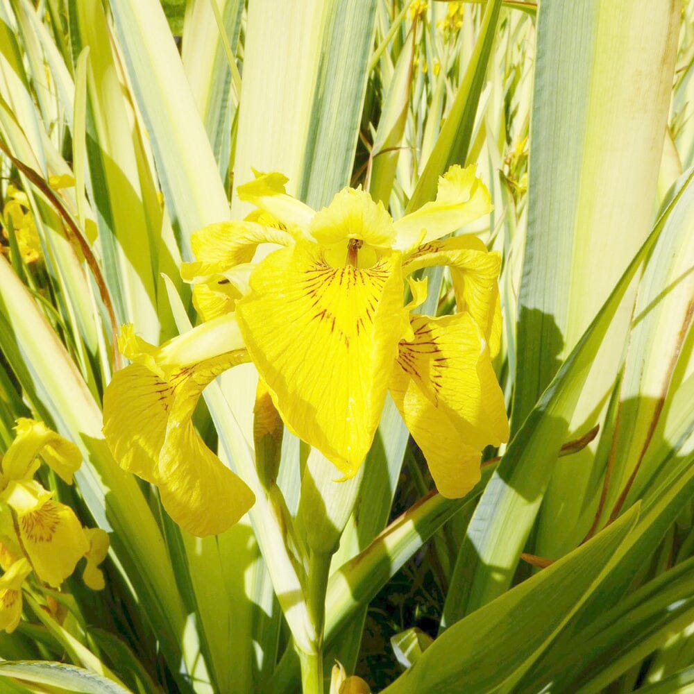 Iris Pseudacorus Variegata Aquatic Pond Plant - Yellow Flag Iris Aquatic Plants
