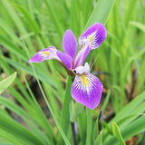 Iris robusta Gerald Darby Aquatic Pond Plant - Louisiana Iris