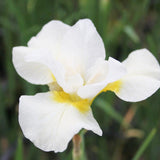 Iris Sibirica Snow Queen Aquatic Pond Plant - Snow Iris