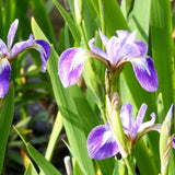 Iris Versicolor Aquatic Pond Plant - Blue Flag Iris