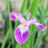 Iris Versicolor Kermesina Aquatic Pond Plant - Blue Flag Iris