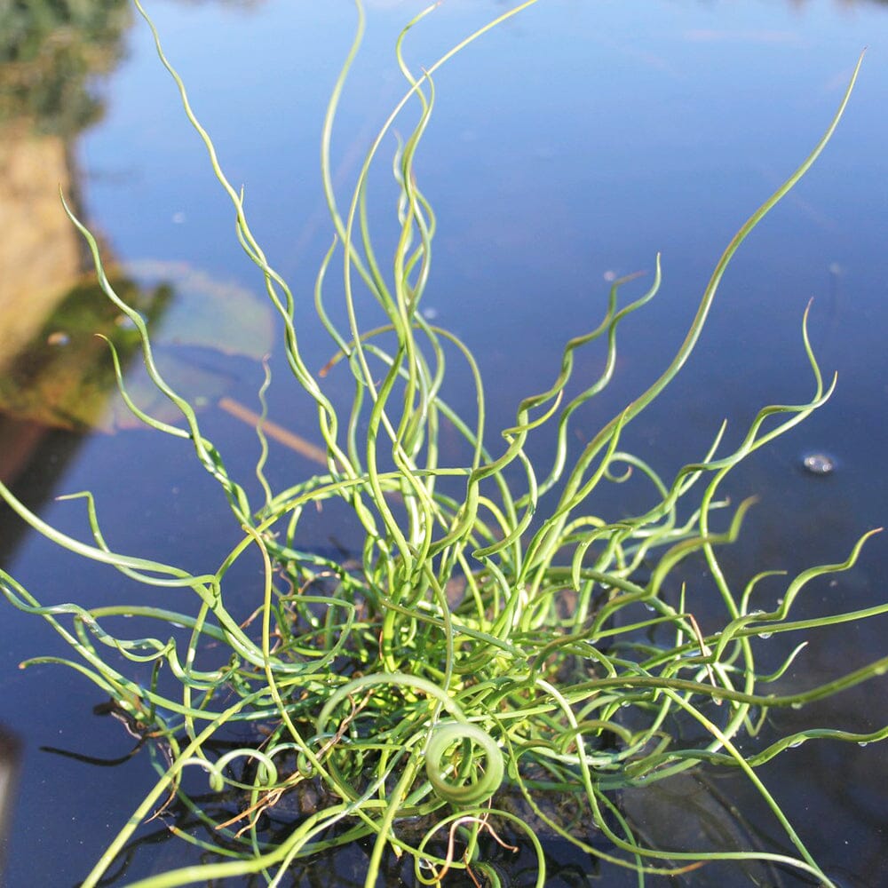 Juncus Effusus Spiralis Aquatic Pond Plant - Corkscrew Rush Aquatic Plants