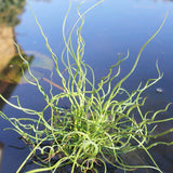 Juncus Effusus Spiralis Aquatic Pond Plant - Corkscrew Rush Aquatic Plants