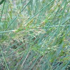 Juncus Inflexus Aquatic Pond Plant - Hard Rush Aquatic Plants