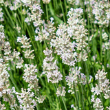 LAVANDULA angustifolia White Scent Perennial Plant