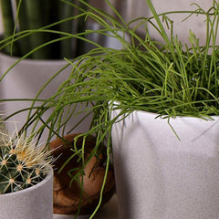 Leon Cement Planter 32cm Dia Pots & Planters