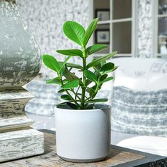 Leon White Planter 28cm Pots & Planters