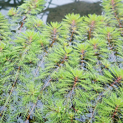 Lilaeopsis Brasiliensis Aquatic Pond Plant - Brazilian Microsword Aquatic Plants