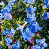 LITHODORA diffusa Heavenly Blue Perennial Plant