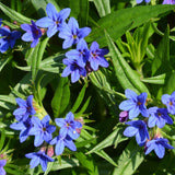 LITHOSPERMUM diffusa Compact Blue 9cm Pot Perennials