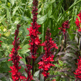 LOBELIA cardinalis Queen Victoria Perennial Plant