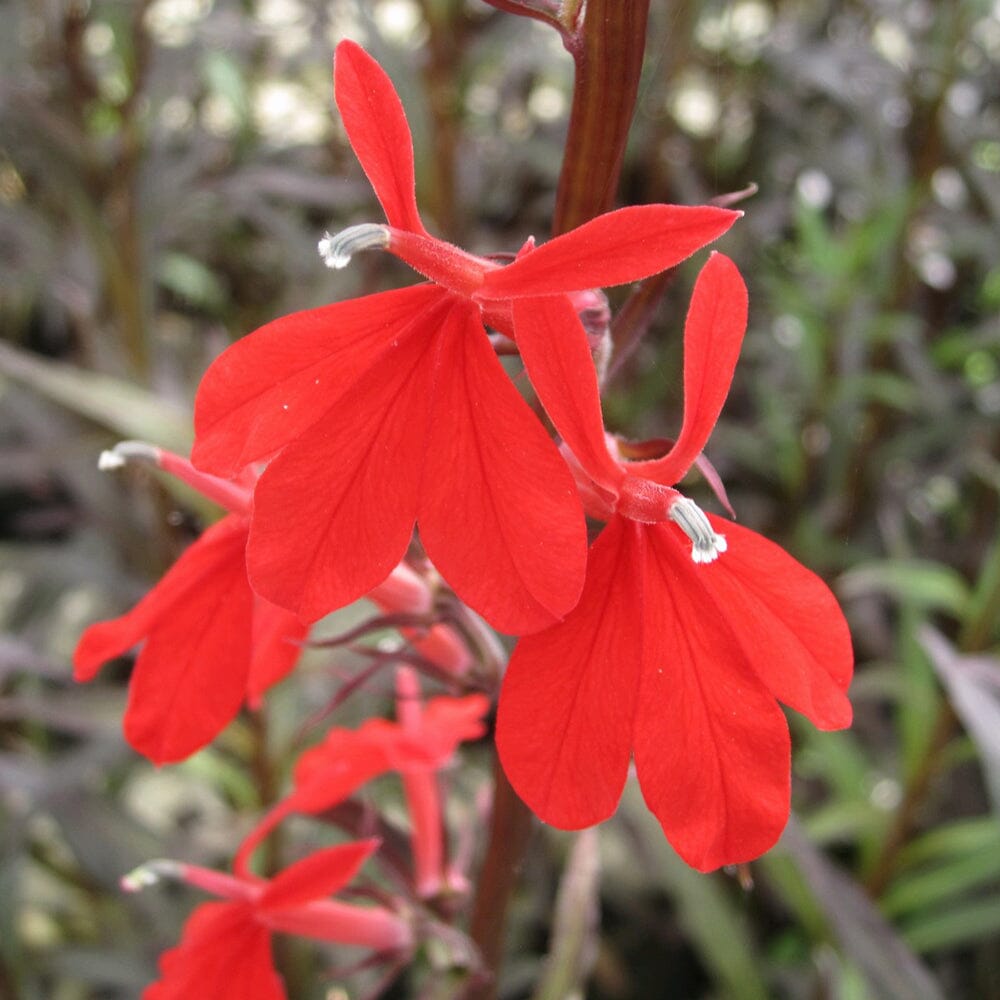 Lobelia Fulgens Queen Victoria Aquatic Pond Plant - Queen Victoria Flower Aquatic Plants