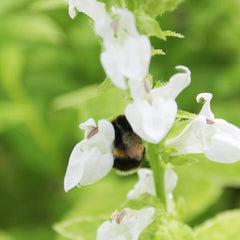 Lobelia Siphilitica Alba Aquatic Pond Plant - Great White Lobelia Aquatic Plants