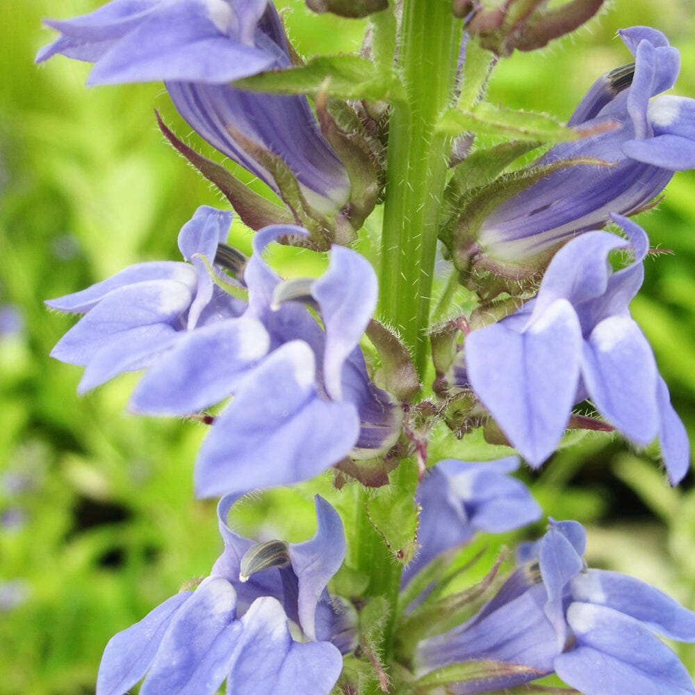 Lobelia Siphilitica Aquatic Pond Plant - Great Blue Lobelia Aquatic Plants