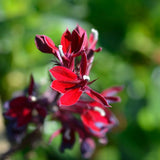 LOBELIA speciosa Starship Deep Scarlet Perennial Plant