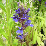 Lobelia Vedrariensis Aquatic Pond Plant - Purple Lobelia