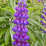 LUPIN Gallery Blue Perennial Plant