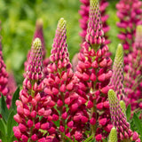 Lupin Gallery Red  2L Perennial Plant