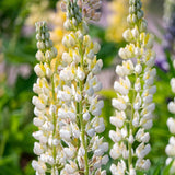 Lupin Gallery White  2L Perennial Plant