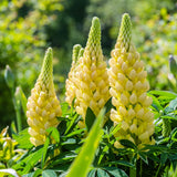 Lupin Gallery Yellow  2L Perennial Plant
