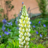 LUPIN polyphyllus Camelot Yellow Perennial Plant