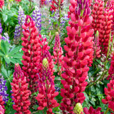 Lupin Russell Hybrids My Castle Brick Red  2L Perennial Plant