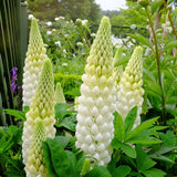 LUPIN Russell hybrids Noble Maiden (white) Perennial Plant