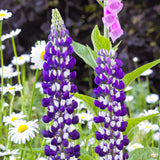 LUPIN Russell hybrids The Governor (blue white) Perennial Plant