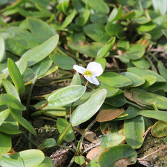 Luronium Natans Aquatic Pond Plant Aquatic Plants