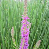 Lythrum Salicaria Aquatic Pond Plant - Purple Loosestrife Aquatic Plants