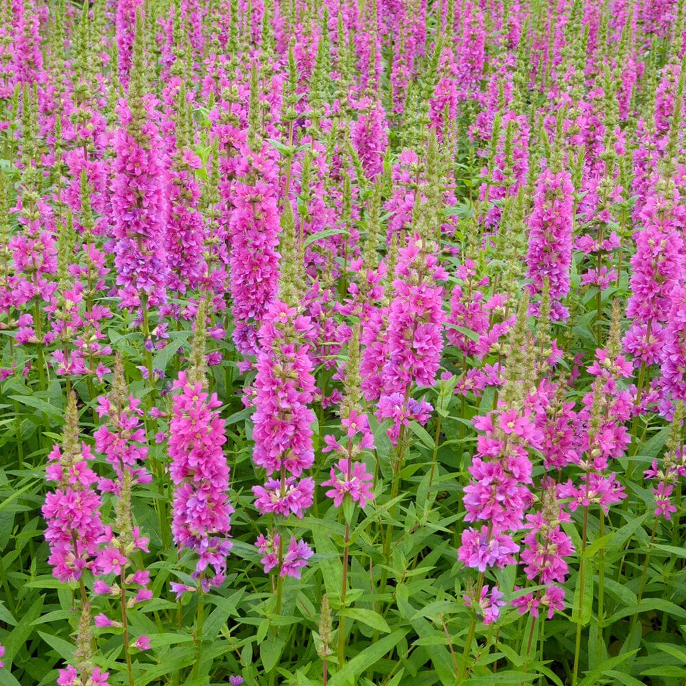 Lythrum Salicaria Robert Aquatic Pond Plant - Purple Loosestrife Aquatic Plants