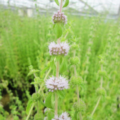 Mentha Pulegium Aquatic Pond Plant - Pennyroyal Aquatic Plants