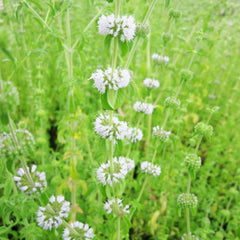 Mentha Pulegium Aquatic Pond Plant - Pennyroyal Aquatic Plants