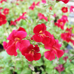 Mimulus Cupreus Red Emperor Aquatic Pond Plant - Copper Monkey Flower Aquatic Plants
