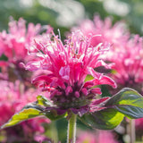 MONARDA didyma Balmy Pink Perennial Plant