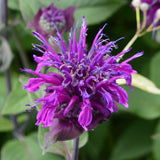 MONARDA didyma Balmy Purple Perennial Plant