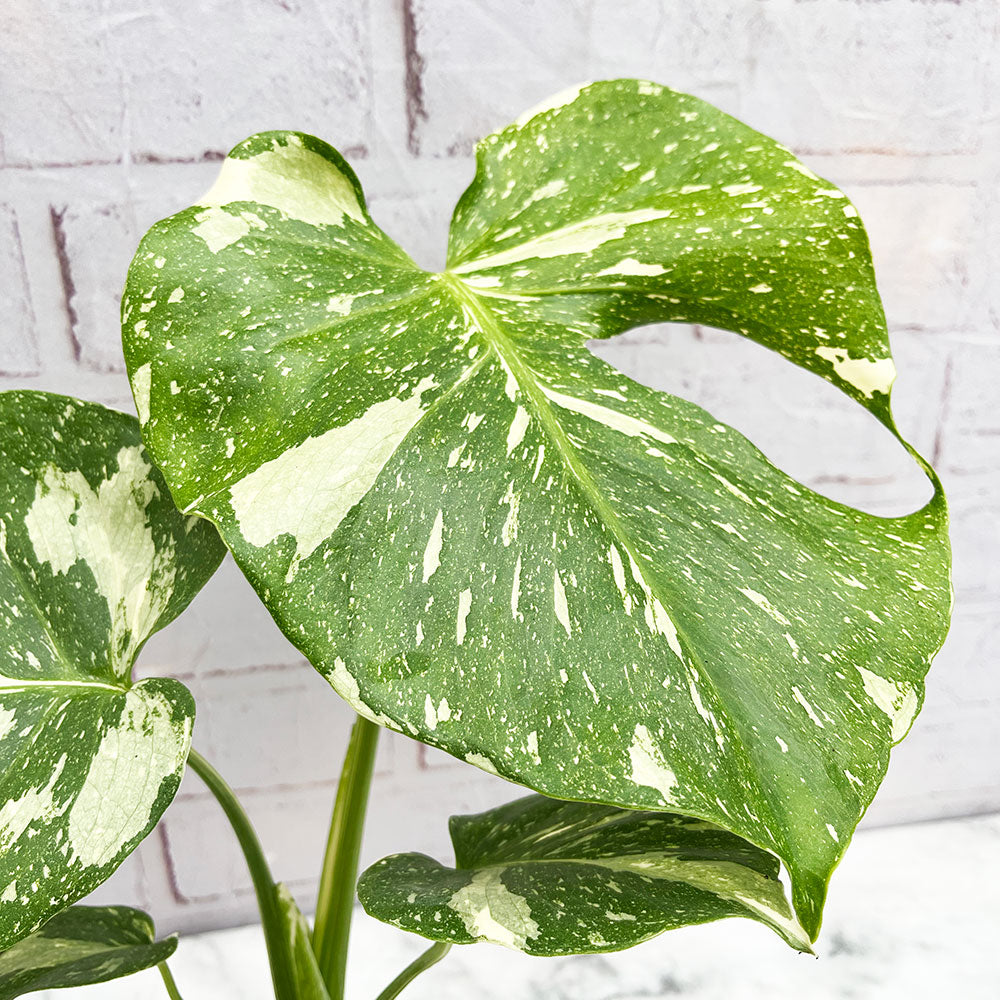 Monstera 'Thai Constellation